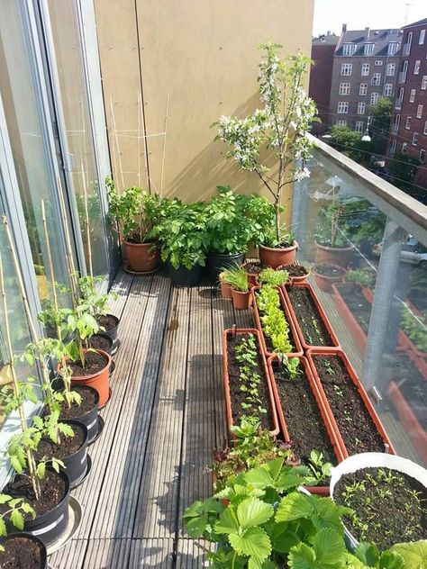 patio garden Apartment Patio Gardens, Balcony Herb Gardens, Apartment Gardening, Japanese Apartment, Naturalistic Garden, Apartment Balcony Garden, Small Balcony Garden, Small Vegetable Gardens, Balcony Plants