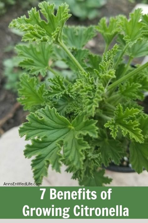 7 Benefits of Growing Citronella. When you hear the word citronella, you probably think of citronella candles or citronella oil and what a great insect repellent citronella is. But before either of those things can be made, you first have to grow a citronella plant - an easy to grow garden plant that has many benefits! Below are my 7 benefits of growing citronella. See why the citronella plant should be on your growing list this season! #gardening #gardenideas Uses For Citronella Plant, Citronella Oil Diy, How To Make Citronella Oil From Plant, How To Make Citronella Oil, Citronella Plant Uses, Growing Citronella Plant, Citronella Plant Care, Citronella Plant, Mosquito Plants