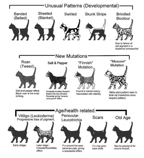 Bicolour Cats Charts Cat Markings, Cats Pattern, Cat Anatomy, F2 Savannah Cat, Rare Cats, Tuxedo Cats, Art Help, Types Of Cats, Cat Spray