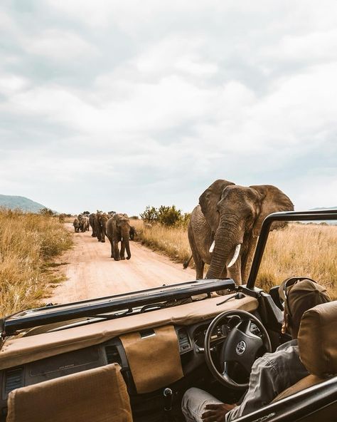 RÉVEILLON NA ÁFRICA Se você também já está pensando em um roteiros para o Réveillon nós temos mais uma sugestão de saída em grupo exclusivo para você. A ÁFRICA DO SUL é um lugar onde as metrópoles mais modernas convivem com os vilarejos exóticos e praias de areias muito brancas estão a poucos quilômetros de montanhas e savanas intermináveis. O país convida os viajantes para uma festa exclusiva da qual você pode participar. Uma proposta autêntica para renovar as energias e começar o novo an... Elephants Photos, Tanzania Safari, Wildlife Reserve, Africa Do Sul, Port Elizabeth, Safari Adventure, Africa Safari, Safari Tour, Voyage Europe