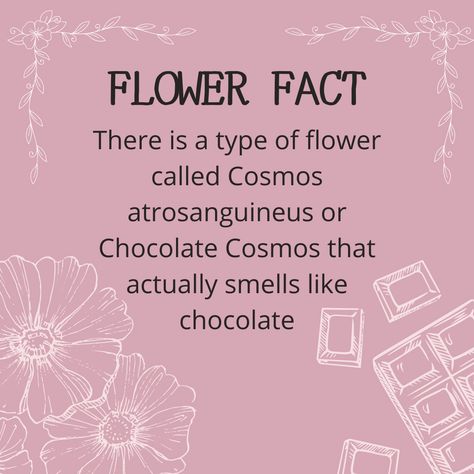 Flower Fun Fact! Did you know... Follow @bloomingdalecollections.ph for weekly flower facts! . . . . . . . . . #didyouknow #questions #bloom #flowersofinstagram #gardening #flowers #plants #florals #flowerstagram #botanical #spring #floralart #facts #knowledge #quoteoftheday #mind #learn #dessert #sweettooth #yum #sweet #chocolate #fragrance #scent Chocolate Fragrance, Flower Facts, Botanical Studies, Flower Dictionary, Basil Omori, Skeleton Flower, Chocolate Cosmos, Doodles Drawings, Gardening Flowers