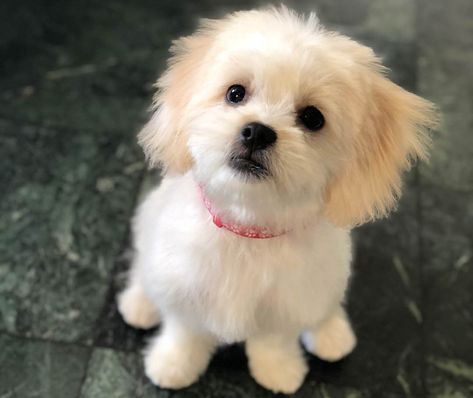 Maltese Shih Tzu (Malshi) – 12 Surprising Facts You Should Know Malshi Dogs, Shih Tzu Maltese Mix, Shih Tzu Training, Charlie Boy, Shih Tzu Haircuts, Maltese Shih Tzu, Shih Tzu Funny, Maltese Mix, Pet Corner