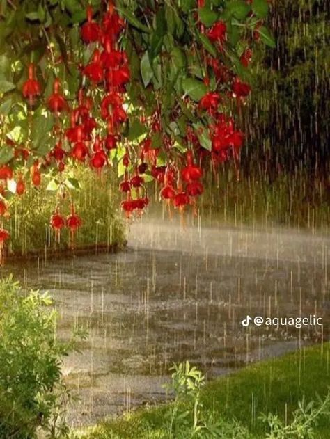 My Text, Rainy Day Aesthetic, I Love Rain, Spring Pictures, Love Rain, Singing In The Rain, Summer Rain, Spring Aesthetic, Rain Photography