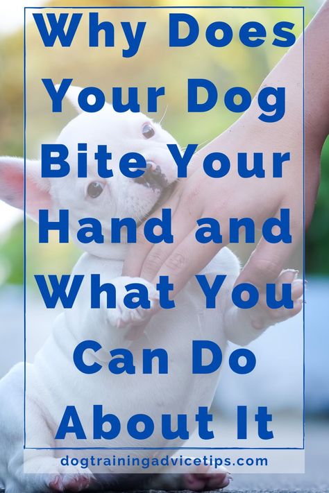 Dog Biting Hand, Dog Training At Home, Training At Home, Dog Bite, Dog Behavior Problems, Brain Training Games, House Training Dogs, Dog Training Advice, Puppy Training Tips