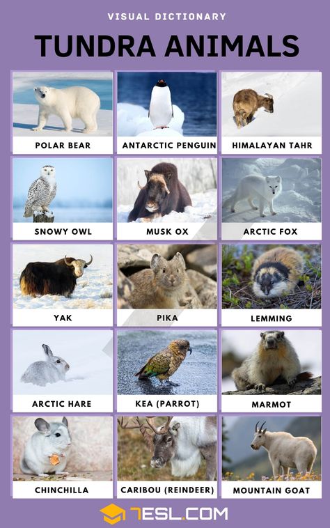 Tundra Animals: List of 15 Interesting Animals in the Tundra with Facts Tundra Animals, Facts In English, Ice Animals, Biome Project, Biomes Project, Animals List, Animals Name In English, Wildlife Facts, Animals Information