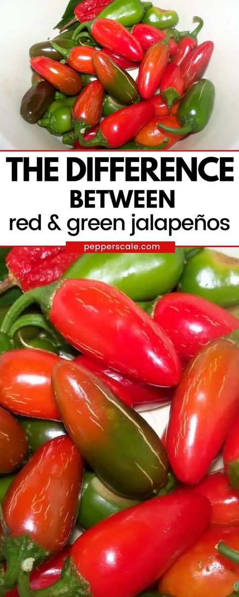 Learn The Difference Between Red and Green Jalapeños. The biggest difference between these two peppers is simply age. They are the same pepper, just a green jalapeño is picked early in the ripening process, while a red jalapeño is left on the vine to mature. During the ripening, jalapeños, like other chilies, turn red. What To Do With Red Jalapenos, Pickering Jalapeños, Jalapeno Pepper Sauce, Ways To Preserve Jalapeno Peppers, How To Dry Jalapeno Peppers, Dehydrated Jalapeno Peppers, Red Jalapeno Hot Sauce, Roasted Chili Peppers Recipes, Preserve Jalapeno Peppers