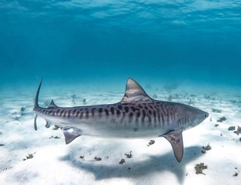 What are people’s thoughts on tiger sharks in Australia having more distinctive ‘tiger’ patterns than their cousins in Bahamas / US? This… Sea Life Artwork, Save The Sharks, Types Of Sharks, Shark Photos, Shark Pictures, Shark Pattern, Shark Art, Shark Tattoos, Tiger Shark