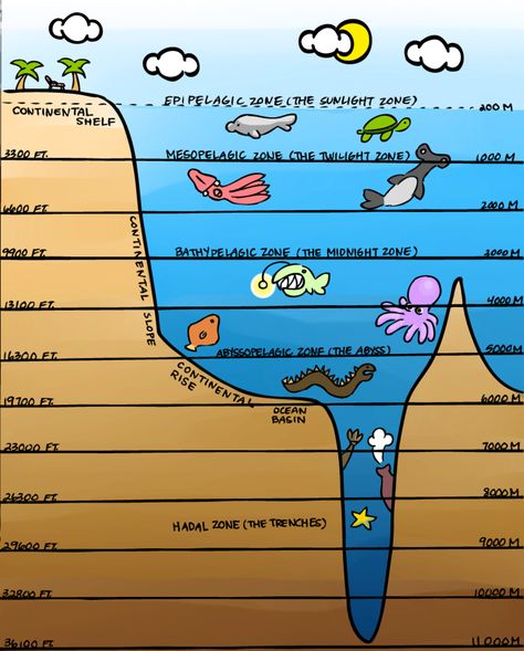 Layers of the Ocean Reference by thebrittanylee Ocean Reference, Ocean Layers, Depth Drawing, Vetenskapliga Experiment, Layers Of The Ocean, Ocean Zones, Ocean Habitat, Ocean Projects, Ocean Unit