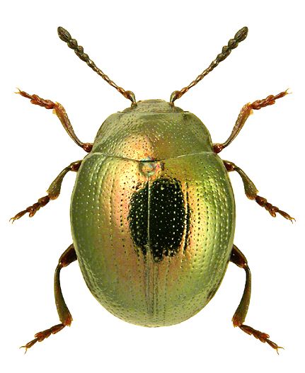 Phaedon levigatus Boys Will Be Bugs, Pretty Bugs, Leaf Beetle, Firefly Art, Beetle Art, Beetle Insect, Cool Bugs, Beautiful Bugs, Creepy Crawlies