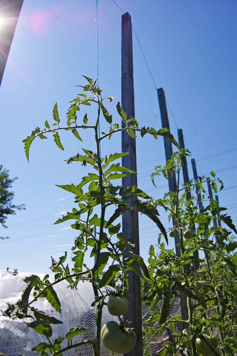 String method of growing tomatoes. Train to grow around a string, and remove lower leaves as it grows. Florida Weave, Growing Tomato, Tomatoes Growing, Tomato Trellis, Growing Tomato Plants, Veggie Gardens, Growing Tomatoes In Containers, Grow Tomatoes, Grow Vegetables