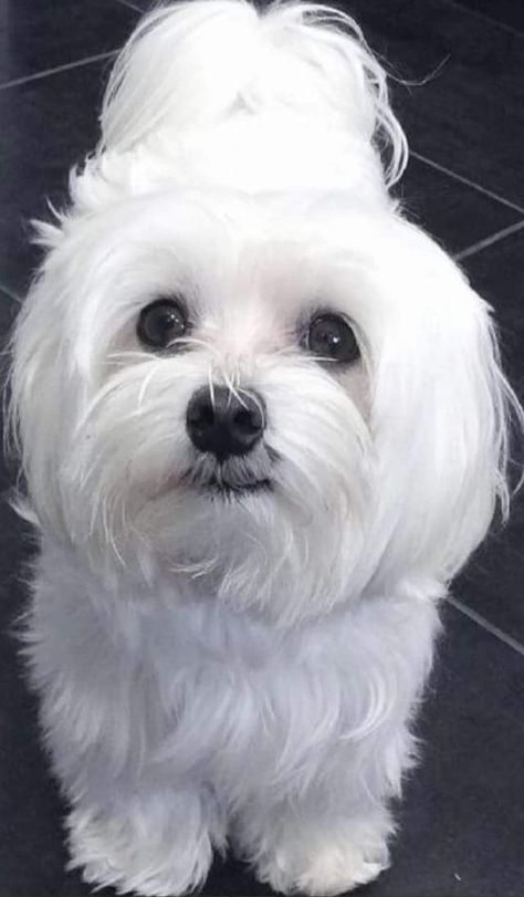 Dog Tongue Out, Maltese Haircut Teddy Bear, Bichon Frise Haircut Styles, White Maltese, Morkie Puppies, Maltese Puppies, Really Cute Puppies, Havanese Dogs