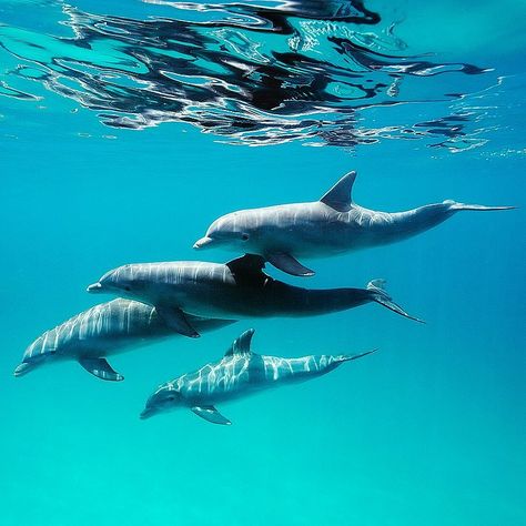 Photo by @BrianSkerry.   A pod of Bottlenose Dolphins socialize in the early morning, just below the surface of the sea in The Bahamas. Sea Mammal, Bottlenose Dolphin, Below The Surface, The Bahamas, Ocean Creatures, Underwater Photography, Underwater World, Ocean Life, Sea Animals