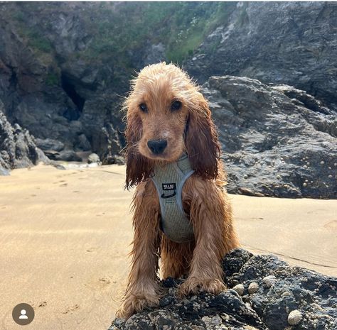 Cocker Spaniel Grown Up, Full Grown Cocker Spaniel, Ginger Cocker Spaniel, Cocker Spaniel Full Grown, English Cocker Spaniel Aesthetic, Golden Cocker Spaniel Puppies, English Cocker Spaniel Puppies, Golden Cocker Spaniel, American Cocker Spaniel