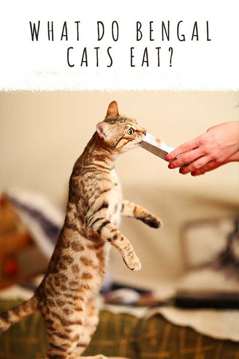 what do bengal cats eat Bengal Cat Facts, Bengal Cat Breeders, Bengal Cat Kitten, Cat Eat, Best Cat Breeds, Cat Tips, Getting A Kitten, Cat Parents, Cat Diet