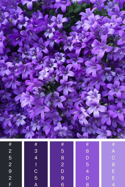 Lavender Blooms: A harmonious purple color palette filled with delicate lavender-hued blossoms, blending lighter shades with vibrant tones, creating a serene floral arrangement. Color Scheme Generator, Purple Color Palette, Hex Color, Purple Color Palettes, Color Harmony, Hex Colors, Color Palette Generator, Floral Arrangement, Shades Of Purple