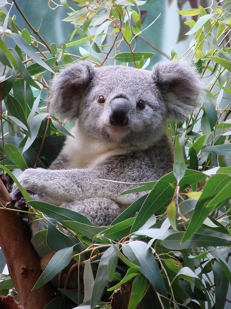 Koala Drawing, Cute Koala Bear, The Wombats, Australia Animals, Zoo Babies, Baby Koala, Cuddly Animals, Australian Animals, Cute Creatures