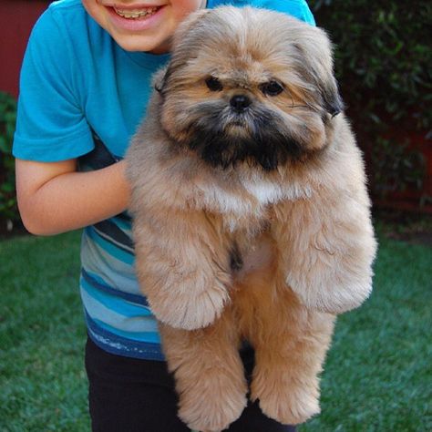 Big Shih Tzu ... puppy Dougie. Perro Shih Tzu, Chien Shih Tzu, Labrador Retriever Puppies, Shih Tzu Puppy, Lhasa Apso, Shih Tzu Dog, Shih Tzus, Baby Dogs, Small Dog