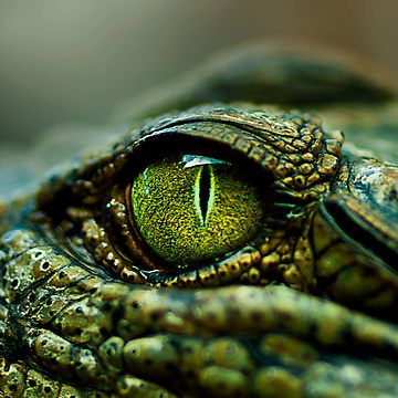 'Eye of the Crocodile', photo by Damienne Bingham (from Brisbane, Australia), via Redbubble Crocodile Eyes, Reptile Eye, Regard Animal, Crocodiles, Reptiles And Amphibians, Arte Animal, Nature Animals, Amphibians, Macro Photography