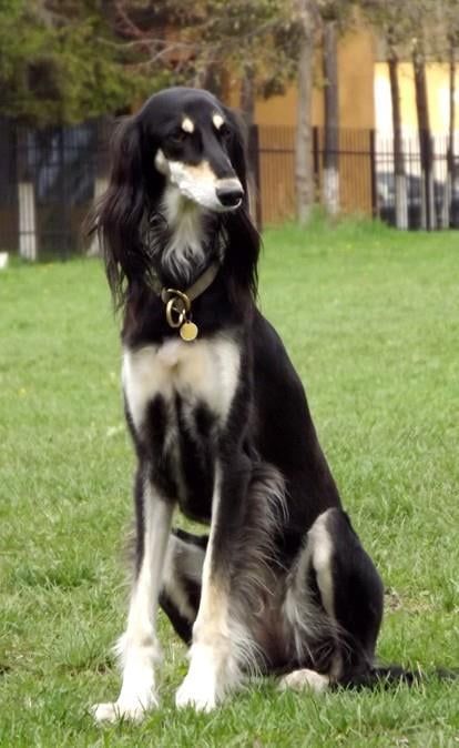 Saluki Puppy, Saluki Dogs, Dog Trends, Dog Anatomy, Pretty Dogs, Dog Rules, Pretty Animals, Dog Id, Guard Dogs