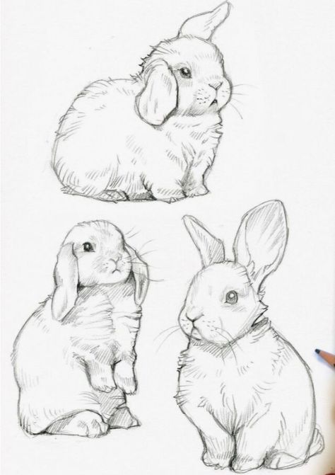 Sketches Of Rabbits, Bunny Art Reference, Bunny Sitting Drawing, Bunny Drawing Realistic, Lop Eared Bunny Drawing, Realistic Bunny Drawing, Bunny Drawing Reference, Rabbit Drawing Reference, Cute Rabbit Sketch