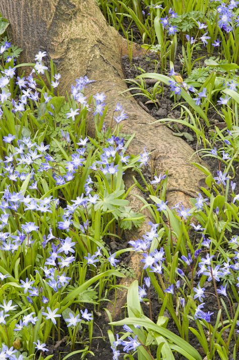 Planting under and around trees is a dicey bit of business. This is because of the shallow feeder roots of trees and their high moisture and nutrient needs. This article provides information for those intent on planting under trees. Shallow Rooted Plants, Landscape Around Tree Roots, Landscaping Around Tree Roots, Landscaping Around Trees With Rocks, Beds Around Trees, How To Plant Flowers, Backyard Redesign, Grass Backyard, Cat Habitat