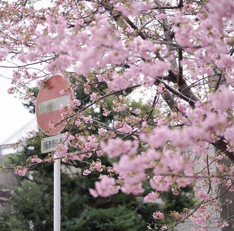 Seoul Station, Icons Ig, Nothing But Flowers, Japan Aesthetic, Spring Aesthetic, Japanese Aesthetic, Nature Aesthetic, Aesthetic Photo, Pink Aesthetic