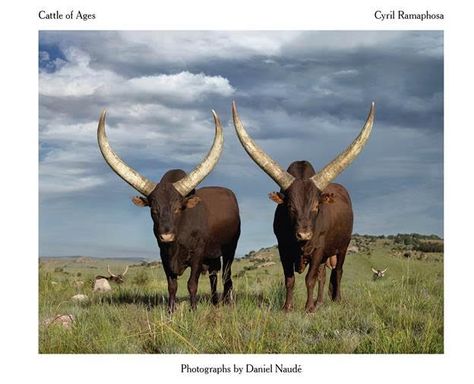 Ankole Cattle, Book Coffee Table, Coffee Table Large, Book Coffee, Table Large, Photography Book, African Music, Cow Art, Central African