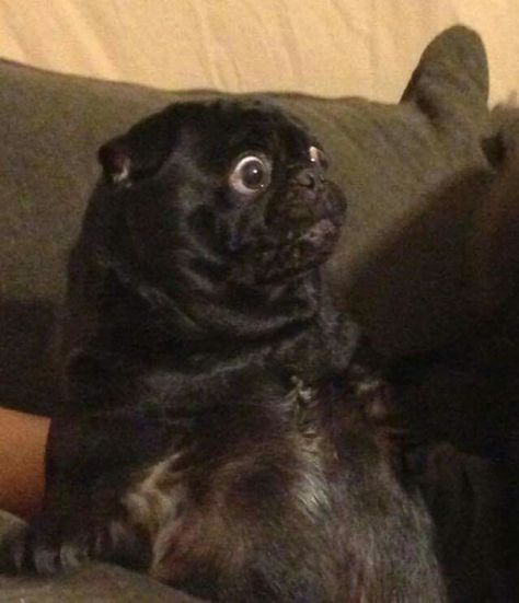 This is what a pug looks like when it sees food! How To Flirt, Black Pug Puppies, Pugs And Kisses, Baby Pugs, Pug Pictures, Black Pug, A Pug, Pug Puppies, Pugs Funny