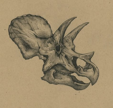 Dinosaur Ink Drawing, Triceratops Skull Tattoo, Triceratops Tattoo, Triceratops Head, Animal Skull Drawing, Triceratops Skull, Dinosaur Tattoo, Dinosaur Skull, Dinosaur Sketch