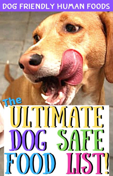 Be Careful Which Human Foods You Feed Your Dog! Not all dogs are alike. Just because someone else’s dog didn’t have a bad reaction to a particular human food doesn’t mean that your dog will behave the same way. Your dog could react differently to the ingredients. (You don’t want this to happen to your dog!) dog safe food list | dog safe food | dog friendly food | human food for dogs | safe food for dogs Dog Friendly Food, Dog Kong, Kong Stuffing, Human Food For Dogs, Foods Dogs Can Eat, Food For Dogs, Pet Things, Kong Toys, Dog Treats Homemade Recipes