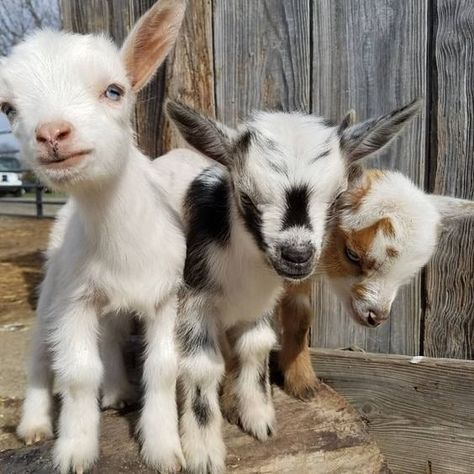 baby goats Funny Farm Animals, Farm Animals For Kids, Dog Farm, Baby Farm Animals, Baby Goat, Funny Farm, Cute Goats, Animal Education, Barnyard Animals