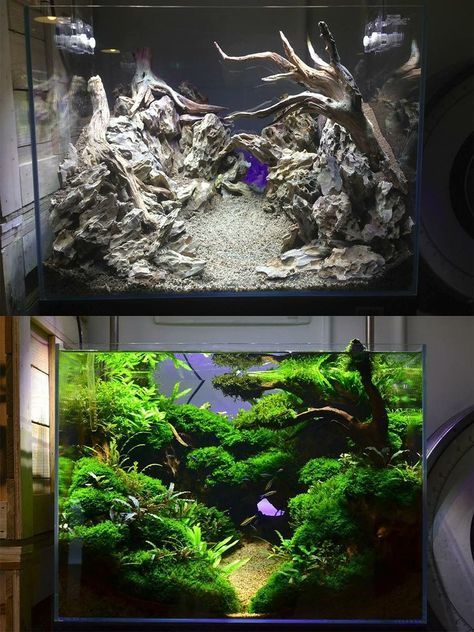 Freshwater Aquascape, Aquarium Garden, Amazing Aquariums, Taman Air, Cool Fish Tanks, Diy Fish Tank, Betta Aquarium, Aquascape Design, Fresh Water Fish Tank