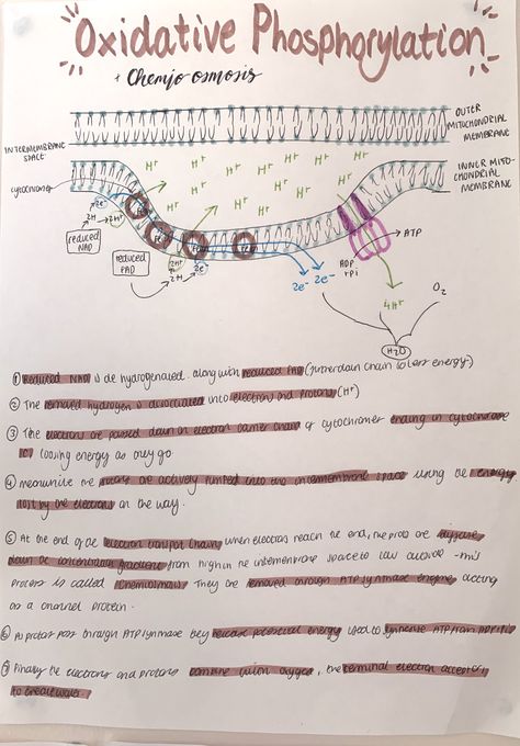 A Level Biology Notes, Revision Notes Biology Alevel, Anaerobic Respiration Notes, Biomolecules Notes Biology Class 11, A Level Biology Notes Aqa, Biology Revision Gcse Photosynthesis, Oxidative Phosphorylation Notes, Respiratory Therapy Notes, Study Revision