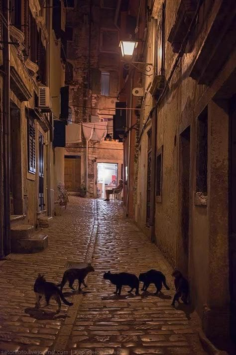 City Rats, Alley Way, City Streets Photography, Old Street, Night City, Night Aesthetic, City Aesthetic, Street Scenes, Black Cats