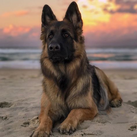 Blue Eyed Dog, German Shepherd Puppies Training, Dog Breeds List, Pet Spa, Gsd Puppies, Best Dog Breeds, Dog Beach, Beloved Dog, Outdoor Dog