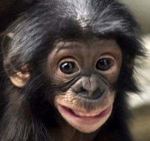 From the Cincinnati Zoo’s wonderful Instagram feed: Bonobo smiles can mean different things like fear or playfulness. They also have large grins when they are wrestling with other bonobos and… Cincinnati Zoo, Monkey Face, A Monkey, Monkeys Funny, Cute Monkey, Baby Monkey, Primates, Sweet Animals, Animal Planet