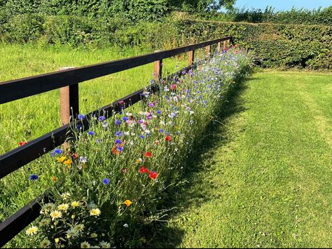 Privacy Landscaping Front Yard, Connecting To Nature, Green Therapy, Modern Gardening, Backyard Flowers Beds, Gardening Tips And Tricks, Flower Fence, Gardening Tips For Beginners, Easy Gardening