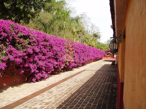 bouganvilla fence--this is the one Trees For Front Yard, Privacy Plants, Landscaping Retaining Walls, Garden Vines, Garden Plans, Fence Landscaping, Front Yard Garden, Outdoor Decor Backyard, Garden Roses