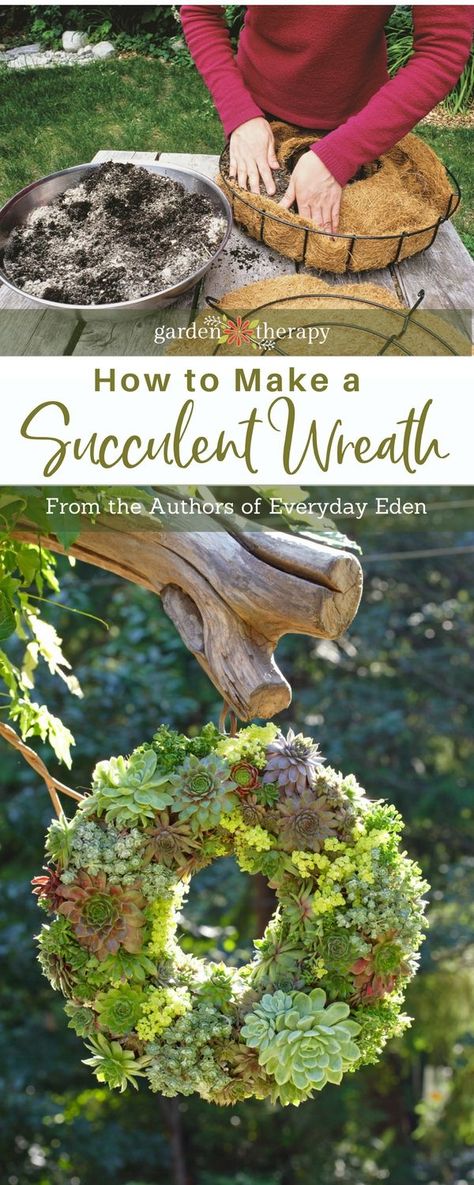 In this DIY project you learn how to simply make a gorgeous living succulent wreath to hang or use as a table centerpiece. Full instructions with photos. #gardentherapy #succulents #wreath via @garden_therapy Succulent Wreath Diy, Living Wreath, Succulent Ideas, Succulent Centerpieces, Succulent Garden Diy, Succulent Wreath, Hanging Succulents, Succulent Gardening, Mini Succulents