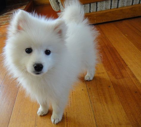 yuki the japanese spitz Spitz Dog Breeds, Japanese Spitz Puppy, Japanese Spitz Dog, Spitz Puppy, Spitz Pomeranian, Spitz Dog, Dog Breeds Pictures, Spitz Dogs, Japanese Spitz