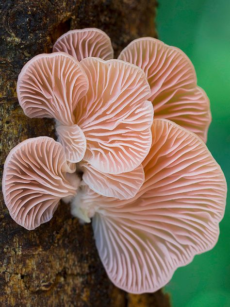 Happy Mushroom, Mushroom Kits, Mushroom Garden, Mushroom Pictures, Garden Mushrooms, Oyster Mushrooms, Plant Fungus, Tech Art, Mushroom Fungi