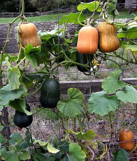 ‘Climbing Honey Nut’ butternut squash are only 4 to 5 inches long, with a sweet, nutty flavor. The vines are easily trained to climb a trellis so they take up little garden space. (Courtesy Renee’s Garden Seeds). Honey Nut Squash, Growing Butternut Squash, Pumpkin Trellis, Squash Trellis, Growing Squash, Squash Plant, Squash Seeds, Honey Nut, Veg Garden