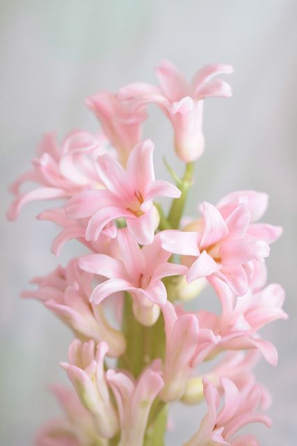 Pretty Little Pink Flowers Tout Rose, Pink Lillies, Pink Spring, Pink Bathroom, Pastel Flowers, Flower Beauty, Pink Light, Beautiful Blooms, Love Flowers