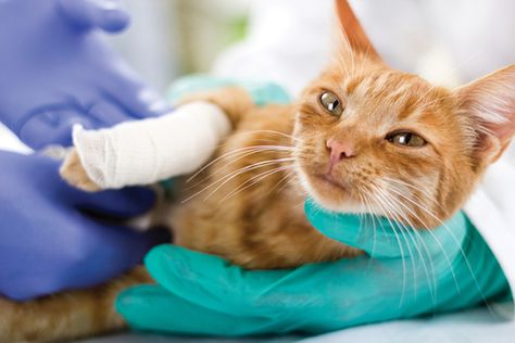 The real cost of health insurance Cat Injuries, Declawing Cats, Cat Wounds, Cat Diseases, Cat Health Care, Veterinary Hospital, Pet Insurance, Healthy Pets, Cat Facts