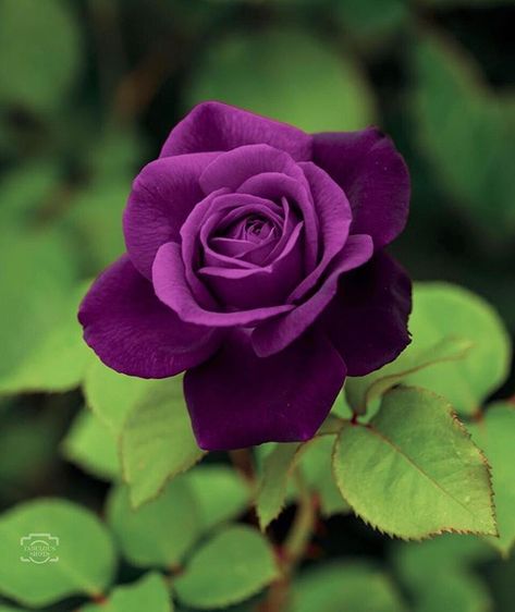 Rose Belle, Lavender Roses, Beautiful Rose Flowers, Exotic Flowers, Flower Beauty, Purple Roses, Flowers Nature, Beautiful Blooms, Flower Pictures