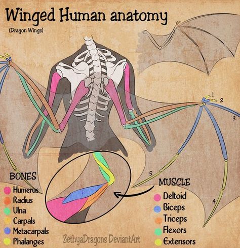 Wings On Human Reference, Wing Anatomy Human, Wing Placement Reference, Bird Wings On Humans, Winged Human Anatomy, Human Wings Anatomy, Winged Anime Character, Bat Wings On Human, Birds As Humans