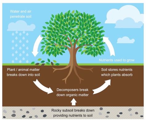 Nutrient Cycling | BioNinja Garden Rotation, Nutrition In Plants, Hydrological Cycle, Nutrient Cycle, Natural Plant Food, Nitrogen Fixation, Nitrogen Cycle, Carbon Cycle, Permaculture Gardening