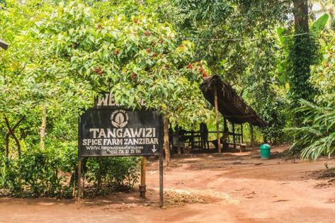 Spice Tour Zanzibar How To Grow Bananas, Growing Pineapple, Grow Avocado, Spice Island, Stone Town, Avocado Tree, Natural Lipstick, Farm Tour, Different Fruits