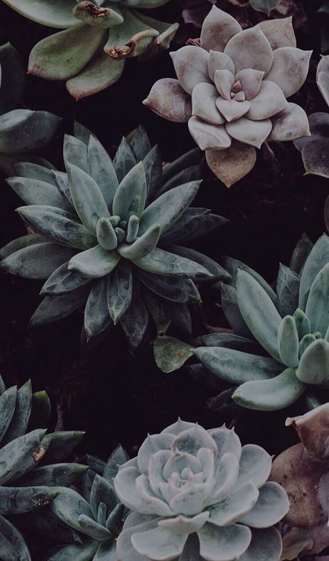 Succulents Wallpaper, Wallpaper Dark, Succulent, Wall, Nature