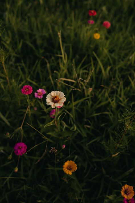 Plant Images Nature, Wildflower Field Aesthetic, Beautiful Images Nature Photography, Spring Season Photography, Wild Flowers Photography, Spring Season Aesthetic, Wildflowers Aesthetic, Floral Photography Nature, Floral Photography Art